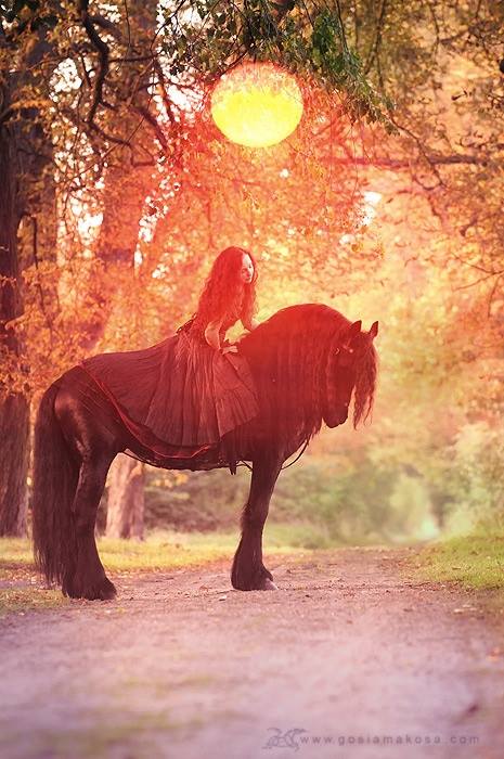 dressed up friesian