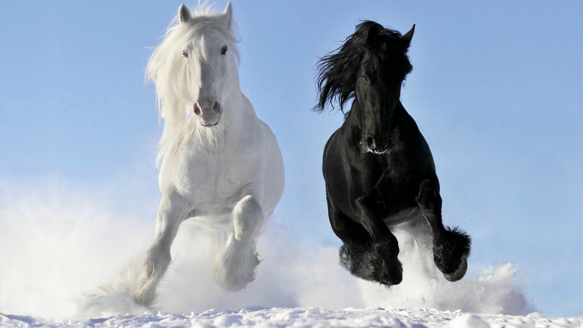 white and black friesians