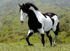 painted-horse